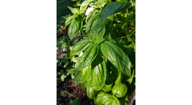 The smooth and shiny, aromatic leaves of basil provide both ornamental beauty and culinary use.