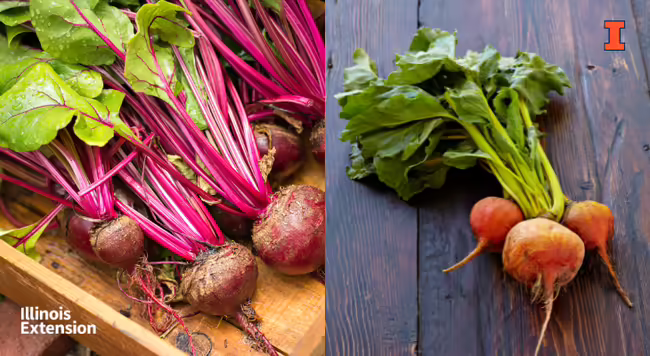 Red and golden beets with stems and leaves 
