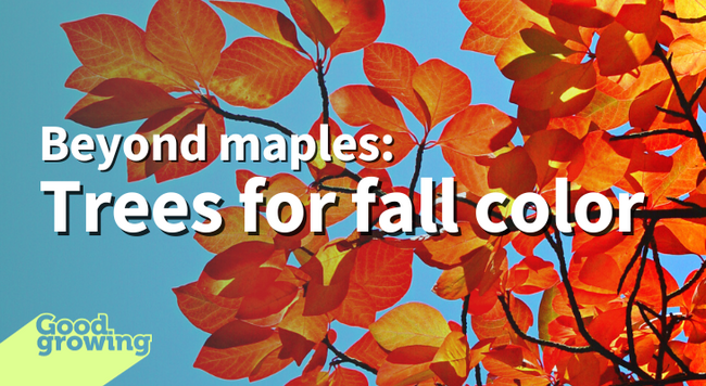 Beyond maples: Trees for fall color text on top of picture of bright red-orange black gum tree leaves