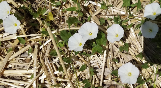 Bindweed on top of straw in a garden