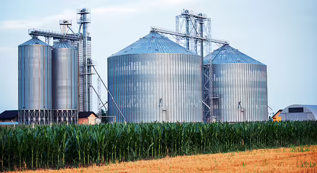 Grain bins surrounded by a field of crops. 