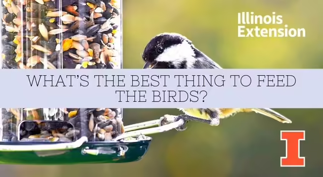 chickadee at a feeder