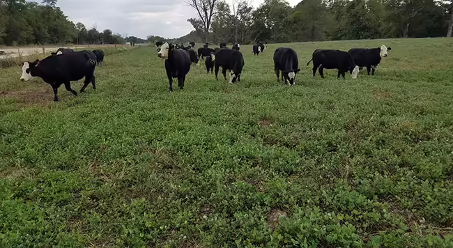 black baldy cows grazing