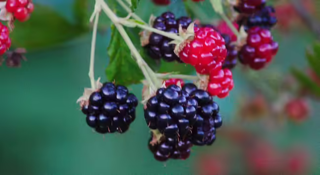 a cluster of ripened and ripening blackberries on the bush - the photo is called "Blackberries" by jared_smith and is licensed under CC BY-SA 2.0.