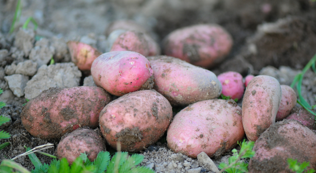 A pile of freshly harvest red potatoes on soil
