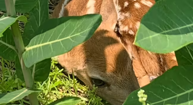fawn in a weed patch.