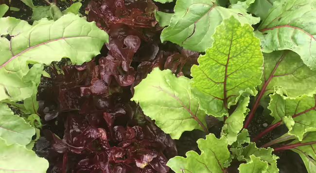 beet greens and lettuce greens