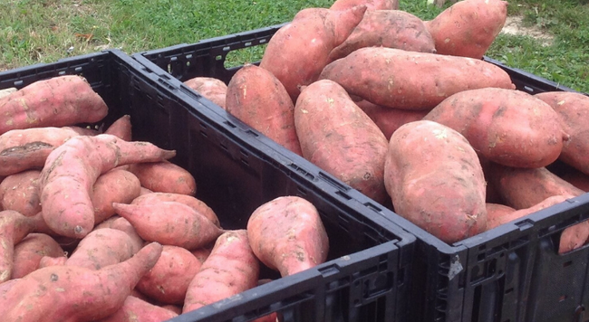 sweet potato held in black containers