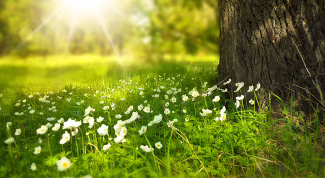 Grass with sun coming through the trees. 