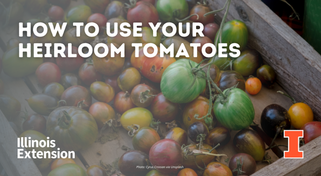 A bunch of tomatoes of various shapes and colors in a wooden box. Text says 'How to use your heirloom tomatoes'