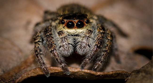 jumping spider stares into camera