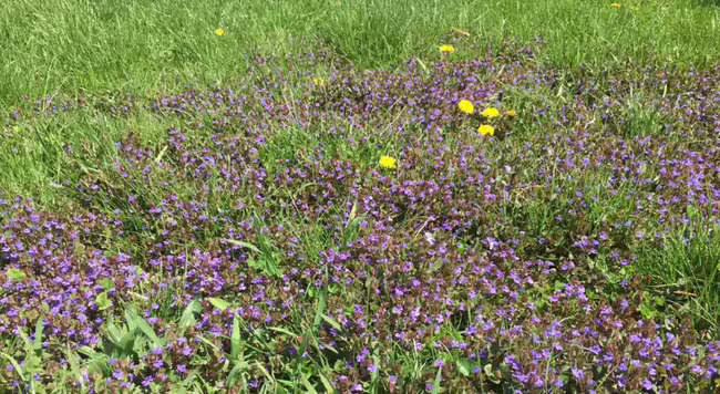 creeping charlie and dandelion among turf grass