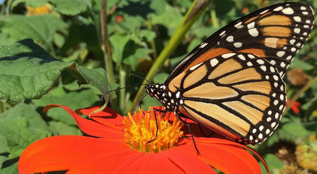 monarch butterfly on mexican hat sunflower