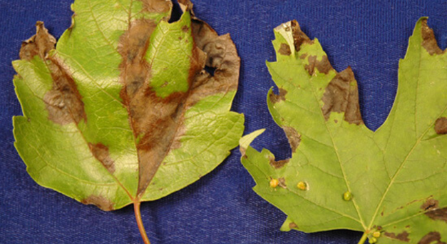 Maple anthracnose, via U of I plant clinic