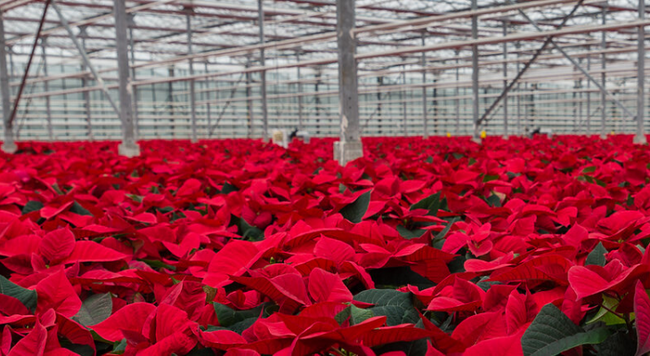 Poinsettias grow in a large scale greenhouse