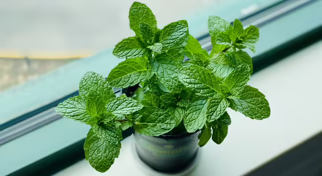 Mint plant on window sill in small container. Image: Eleanor Chen via Unsplash