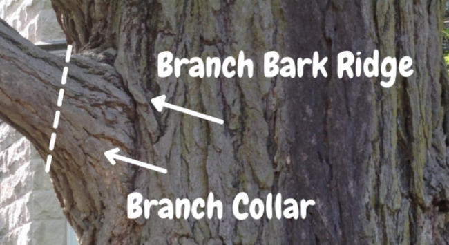 diagram of branch bark ridge and branch bark collar