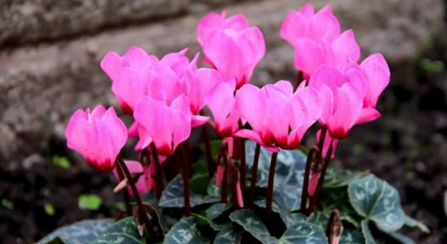 Photo credit Pixabay. Cyclamens have unique heart-shaped leaved and showstopper flowers that can bloom for four to six weeks making them a great Valentine’s Day gift.