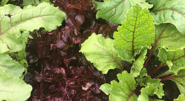 beet greens and red lettuce. Photo by Kelly Allsup