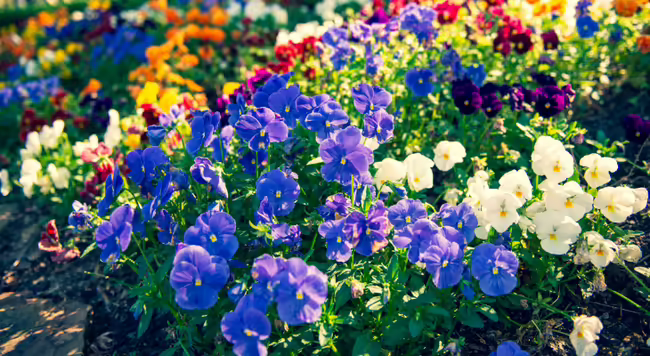 cool season blooms - photo by Terrance Raper on Unsplash