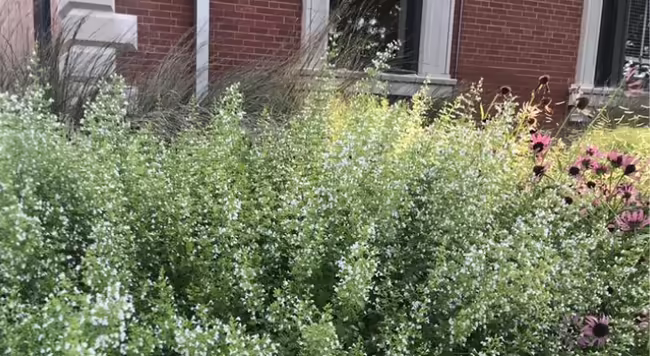 calamint and Echinacea