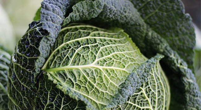 close up of cabbage
