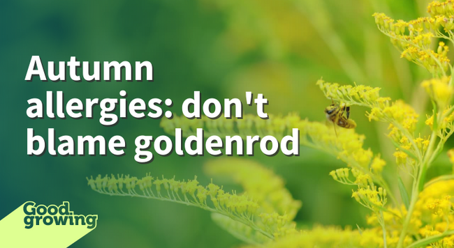 Autumn allergies: don’t blame goldenrod bee on yellow goldenrod bloom