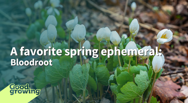 A favorite spring ephemeral: Bloodroot group of bloodroot plants on woodland floor single green leaves curled around stem of white blossom still cupped ready to open