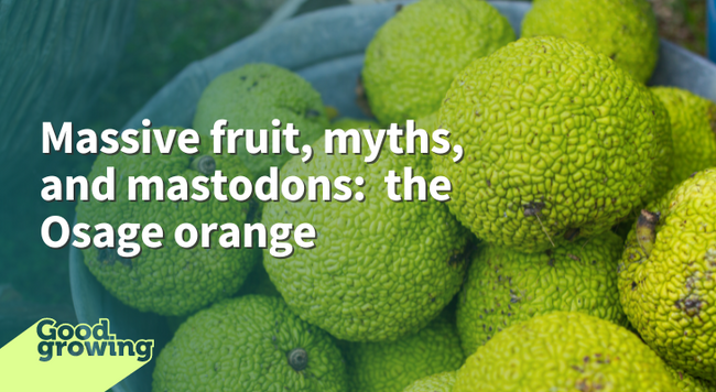Massive fruit, myths, and mastodons: the Osage orange fruit of Osage orange in metal bucket