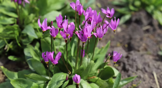 pink blooming shooting start with foliage in background