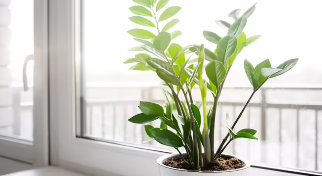 ZZ plant in white pot in front of a picture window winter scene outdoors