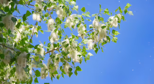 Cottonwood branch against blue sky