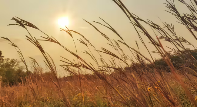 Big bluestem seed heads against a clear sky with sun hazy in the background