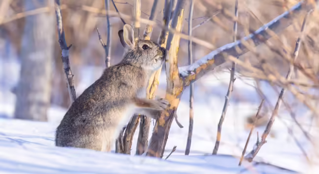 rabbit feeding on trunk of shrub sitting on snow covered ground