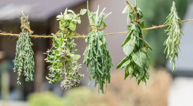 five groups of herbs hanging from a string of twine to dry