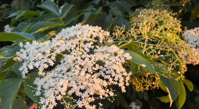 white flowers of elderberry cluster in an umbel spent flower head is in the background