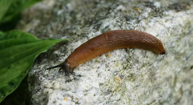 Garden slug on rock by green plant leaf