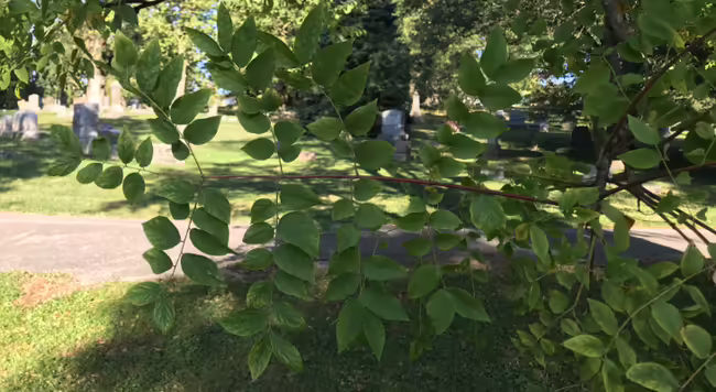 large bipinnately compound leaf