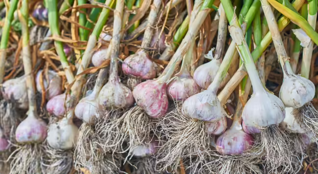 a freshly harvested pile of garlic bulbs with roots and stems intact