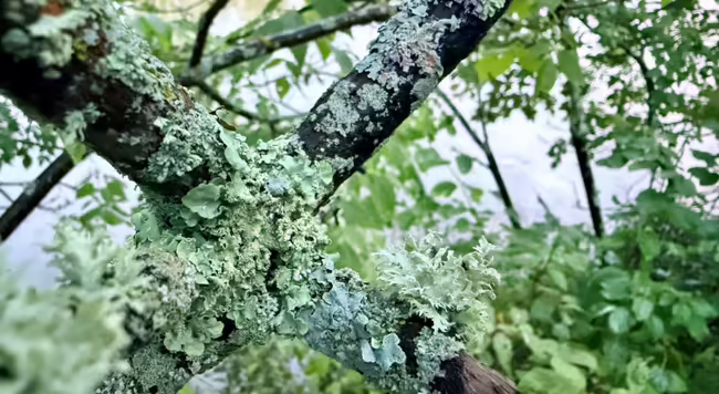 different species of lichen on tree branch many shades of green
