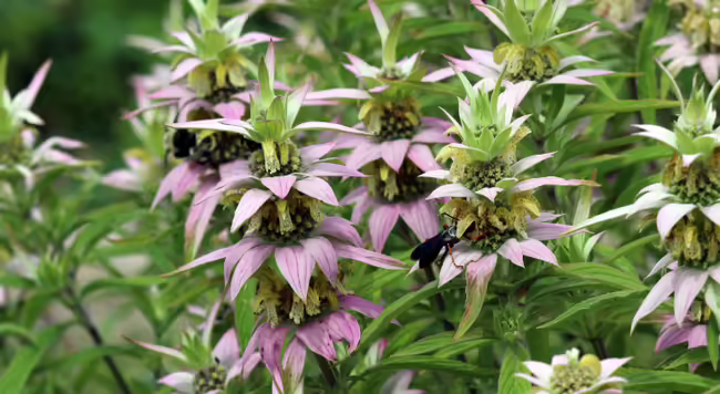 Cluster of Spotted bee balm blooms with pink bracts