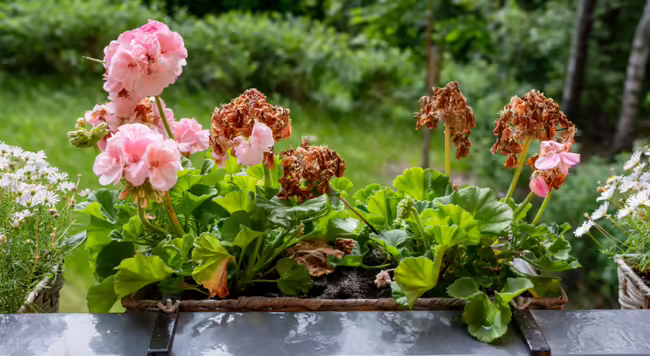 container of geraniums in need of deadheading