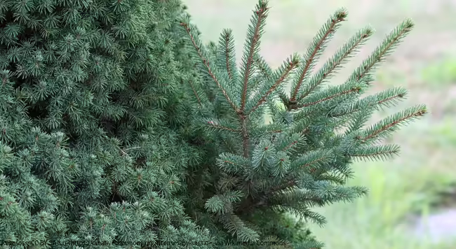 Foliage of a Dwarf Alberta Spruce (Picea glauca var. albertiana 'Conica'), with a branch showing reversion to the normal Alberta White Spruce growth habit (larger leaves and longer internodes). 