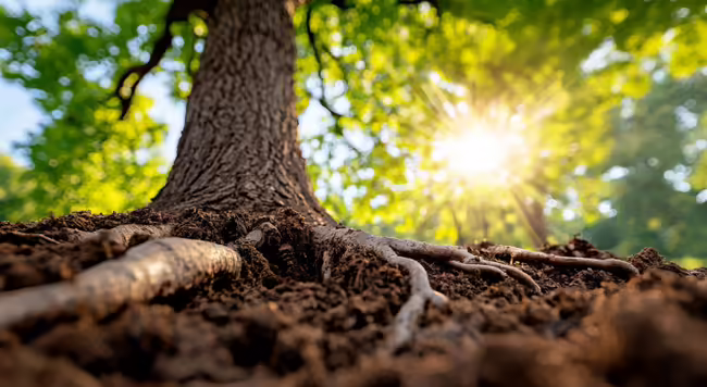tree roots on the surface of the soil around the trunk of a tree green canopy with sunshine in background