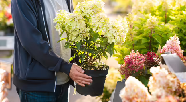 A person holding a hydrangea in a pot at a checkout counter at the store