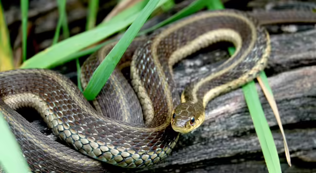 a garter snake resting on a log in the grass