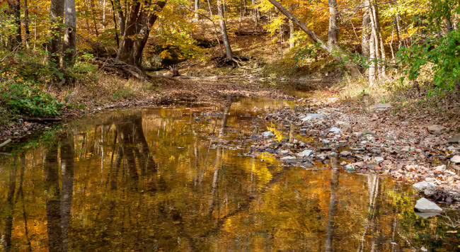  autumn landscape of a creek in Cuivre river state park near Troy, MO