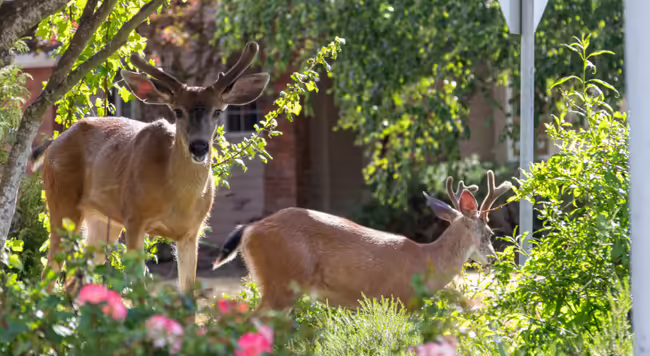 Two male deer with antlers standing in a landscaping bed of plants
