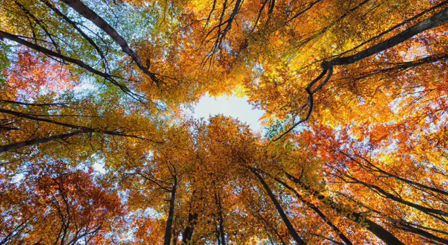Look at the sky through an autumn forest