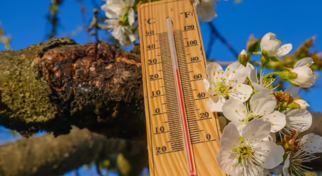 a thermometer resting against an apple branch with blossoms